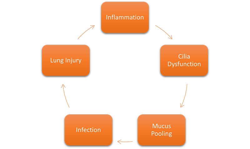 Lung Function Diagram