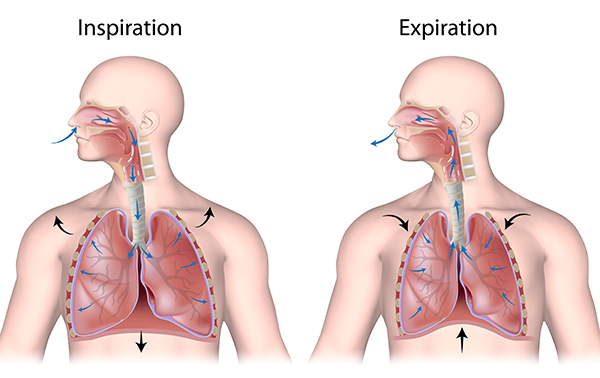 Lung Function Diagram